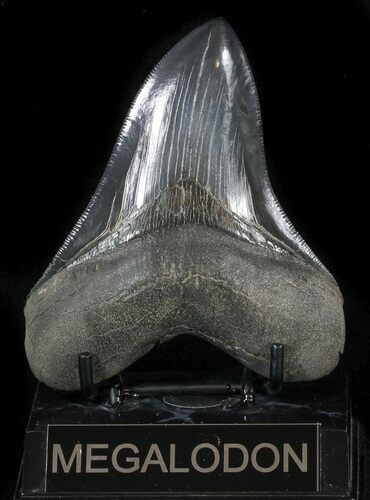 Serrated, Fossil Megalodon Tooth - Beautiful Tooth #56354